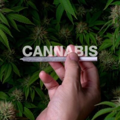 Cannabis Business Social Network